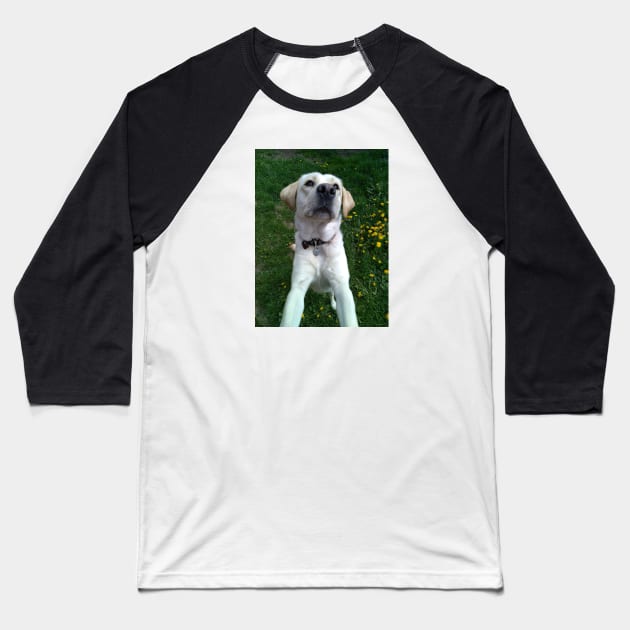 labrador Baseball T-Shirt by Ulka.art